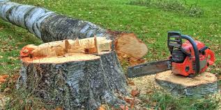 Best Tree Removal Service  in Ladysmith, WI