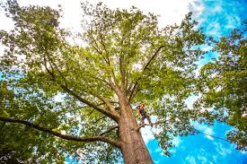 Best Tree Risk Assessment  in Ladysmith, WI