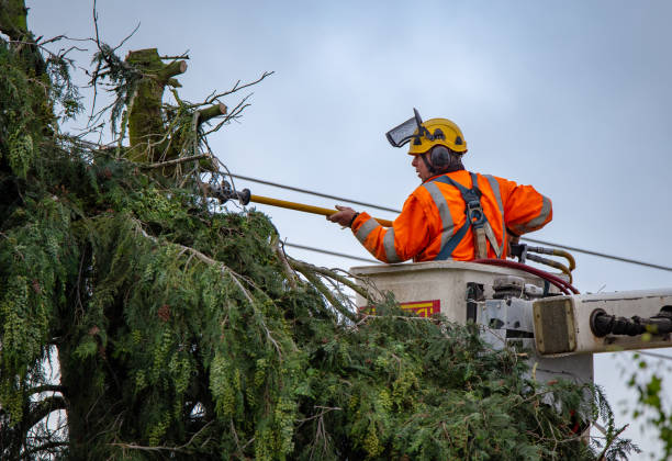 Best Tree Disease Treatment  in Ladysmith, WI