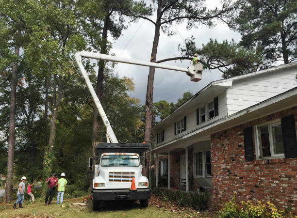 Best Palm Tree Trimming  in Ladysmith, WI