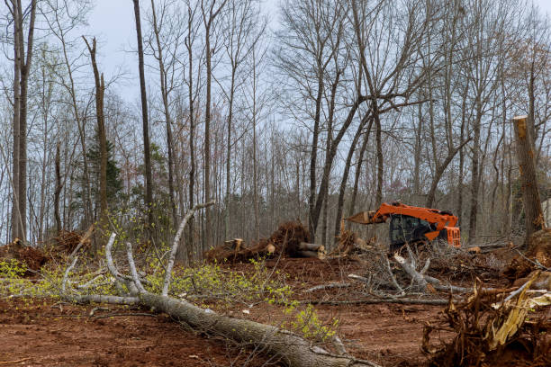 Best Commercial Tree Services  in Ladysmith, WI