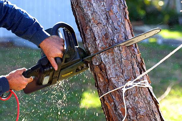 How Our Tree Care Process Works  in  Ladysmith, WI